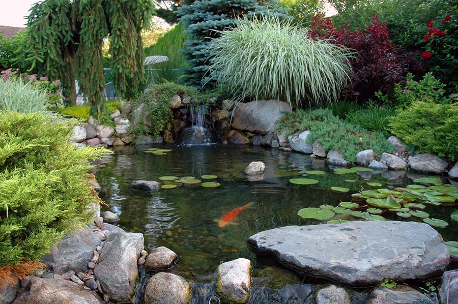 Large koi pond with mature trees pond installation Philadelphia AquaReale