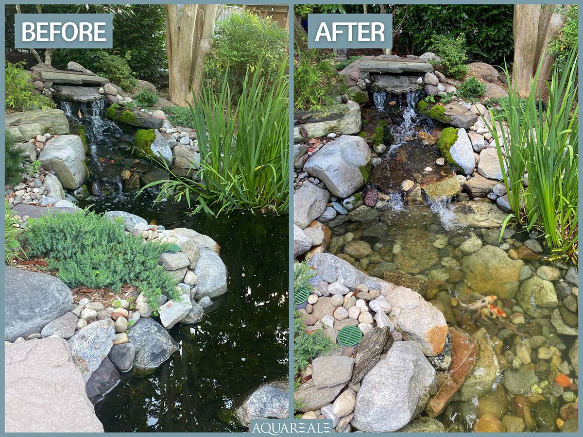 Pond cleaning before and after pond maintenance Philadelphia AquaReale