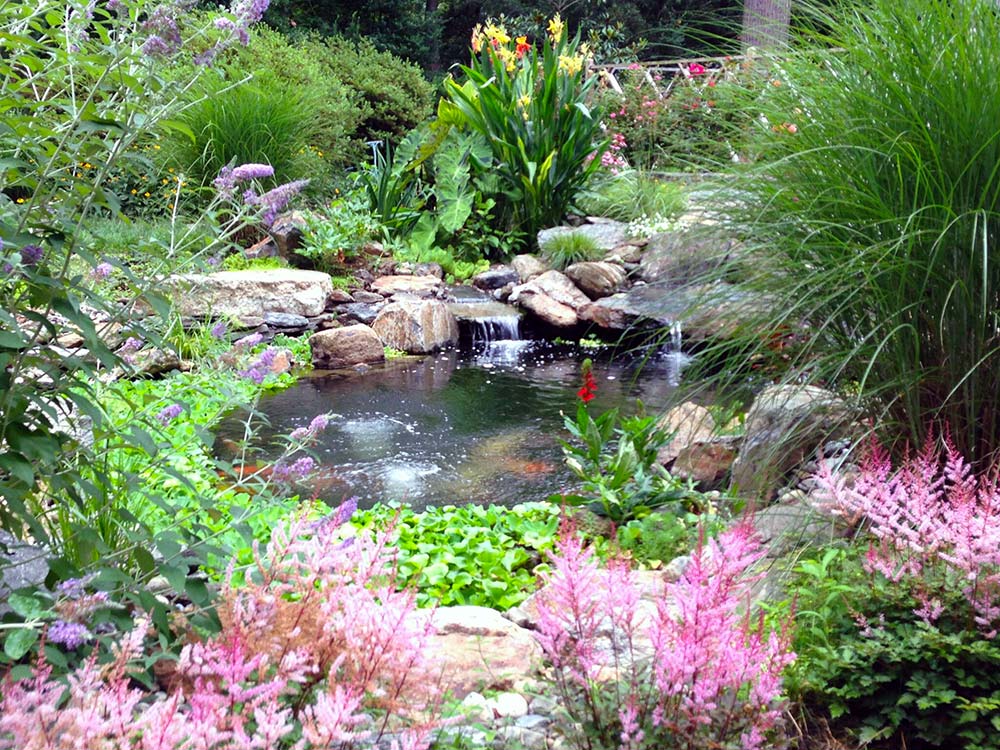 Wildflower pond garden pond design Philadelphia AquaReale