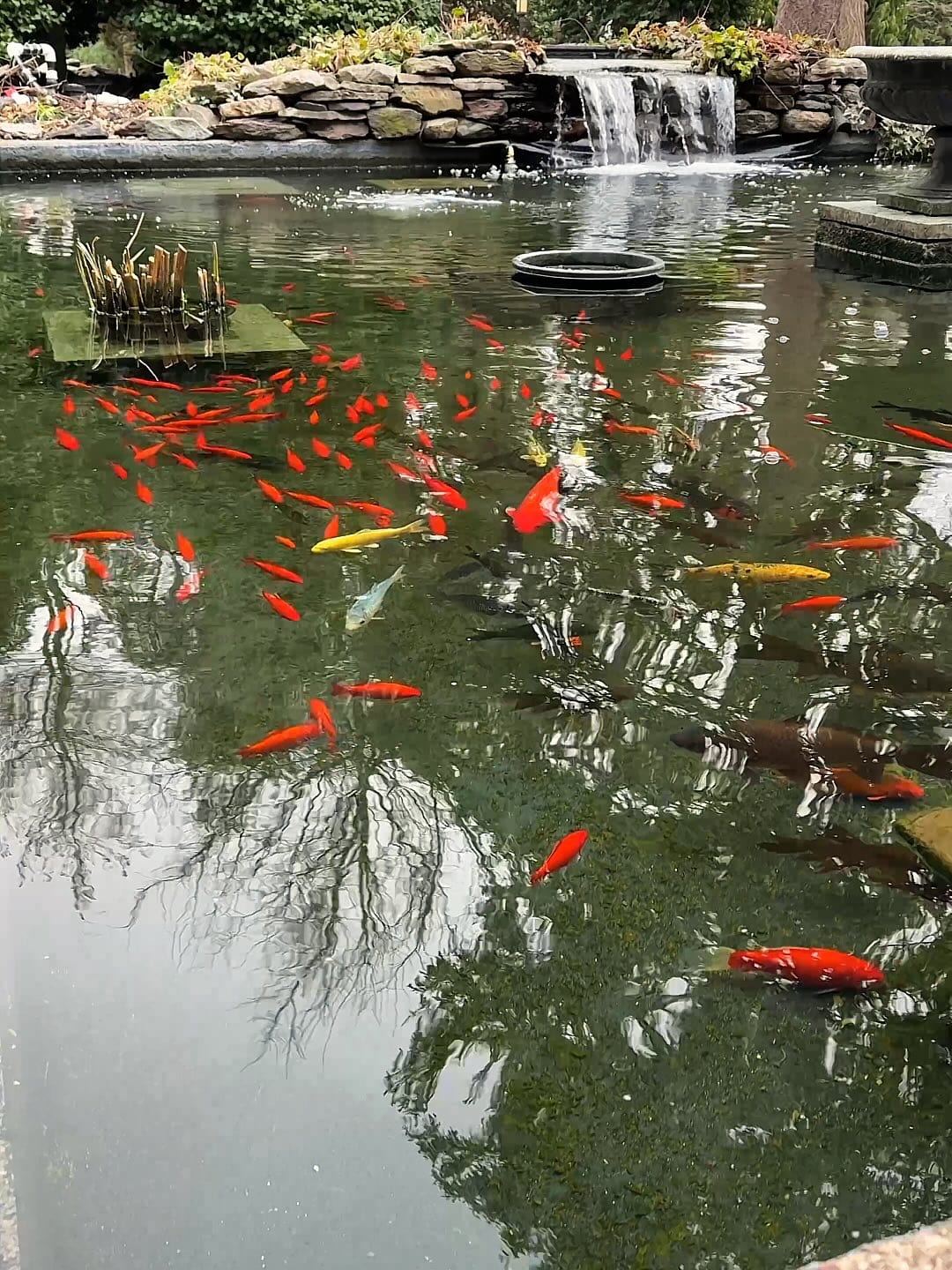 Brightly colored koi and goldfish swimming in a stone-edged ecosystem pond with cascading waterfall built by AquaReale