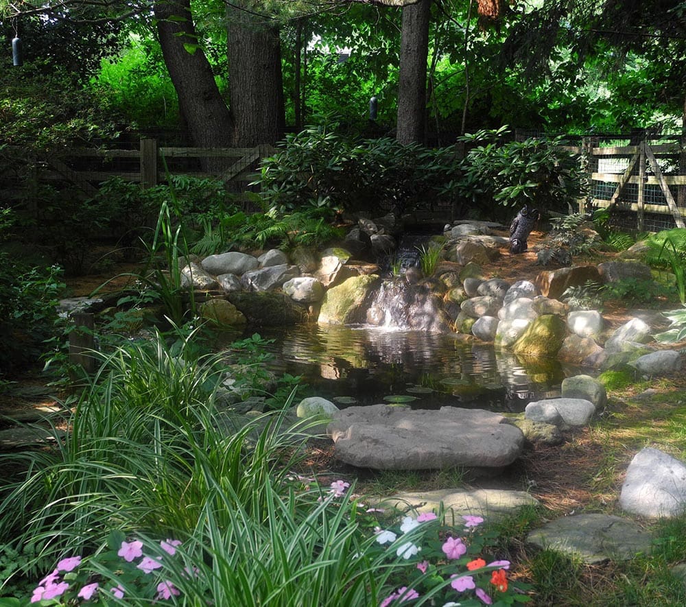 Shaded woodland koi pond with waterfall and flowering perennials by AquaReale Philadelphia