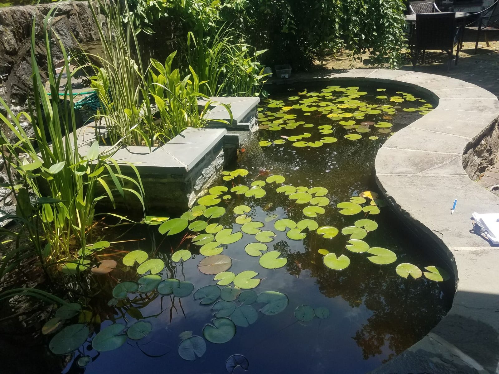 Formal pond with lily pads and curved stone edge