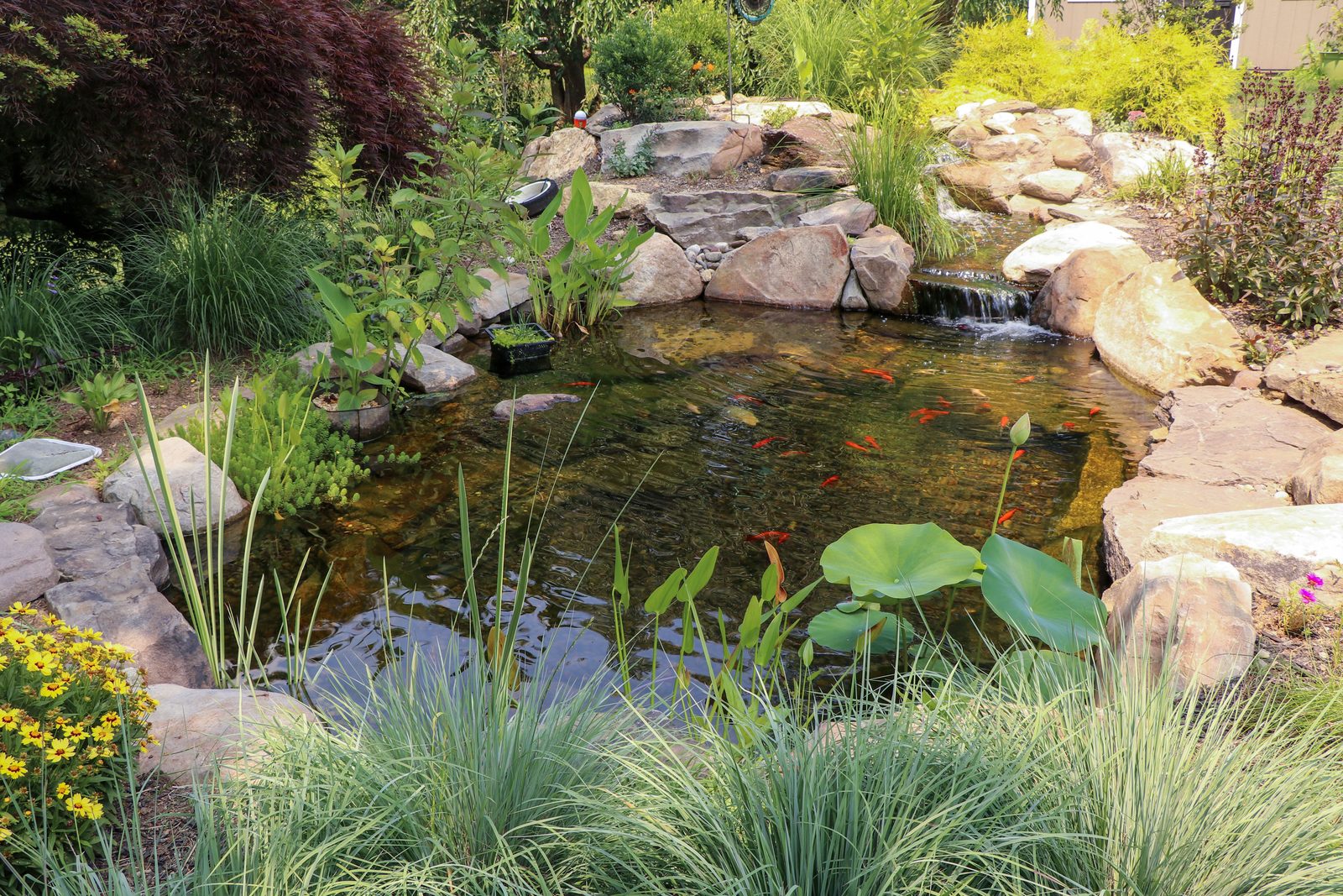 Koi pond with boulder waterfall and ornamental grass plantings by AquaReale Philadelphia