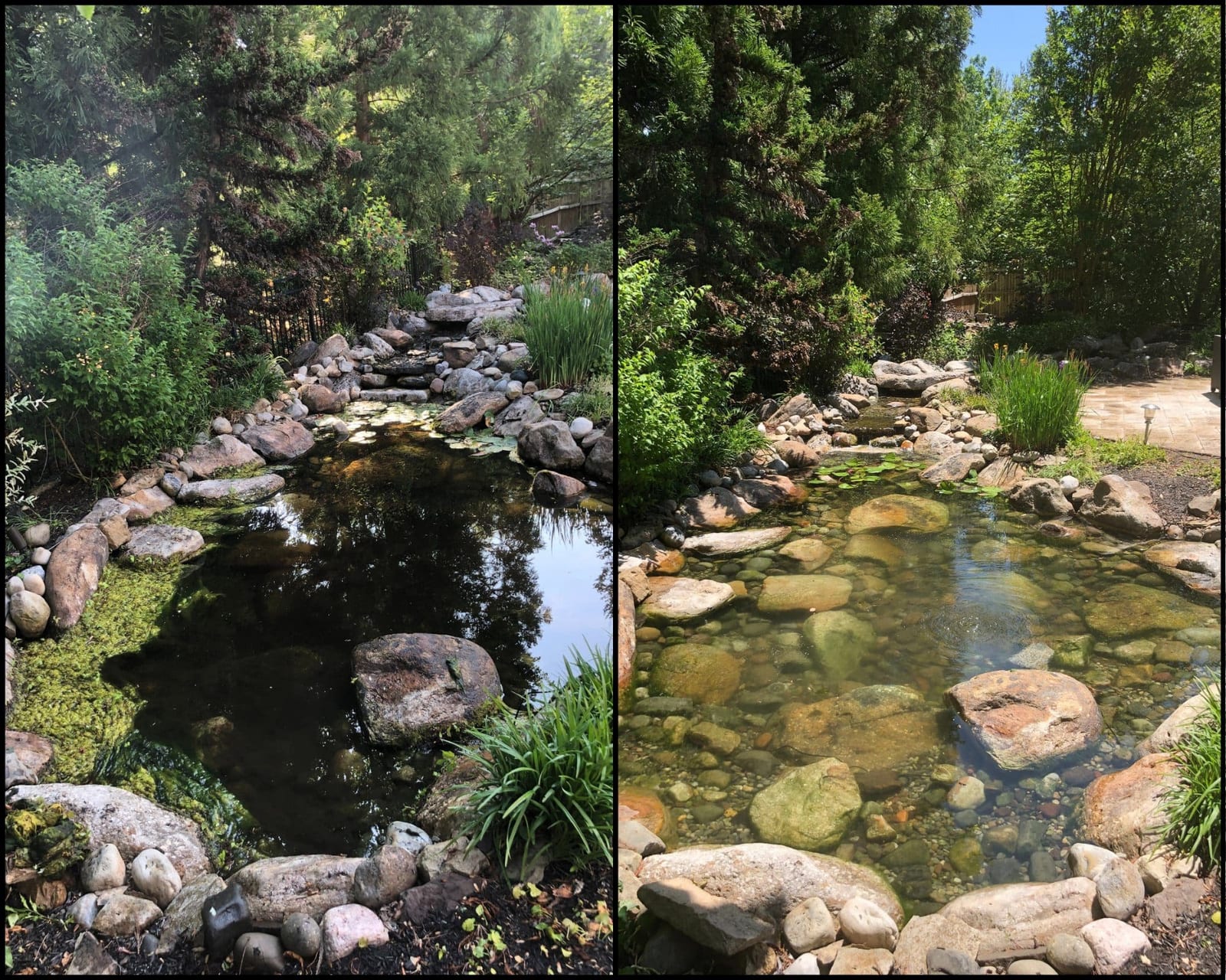 Naturalistic Koi Paradise