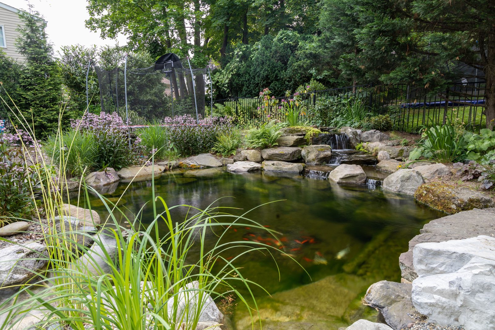 Koi pond framed by tall ornamental grasses and marginal plants by AquaReale Philadelphia