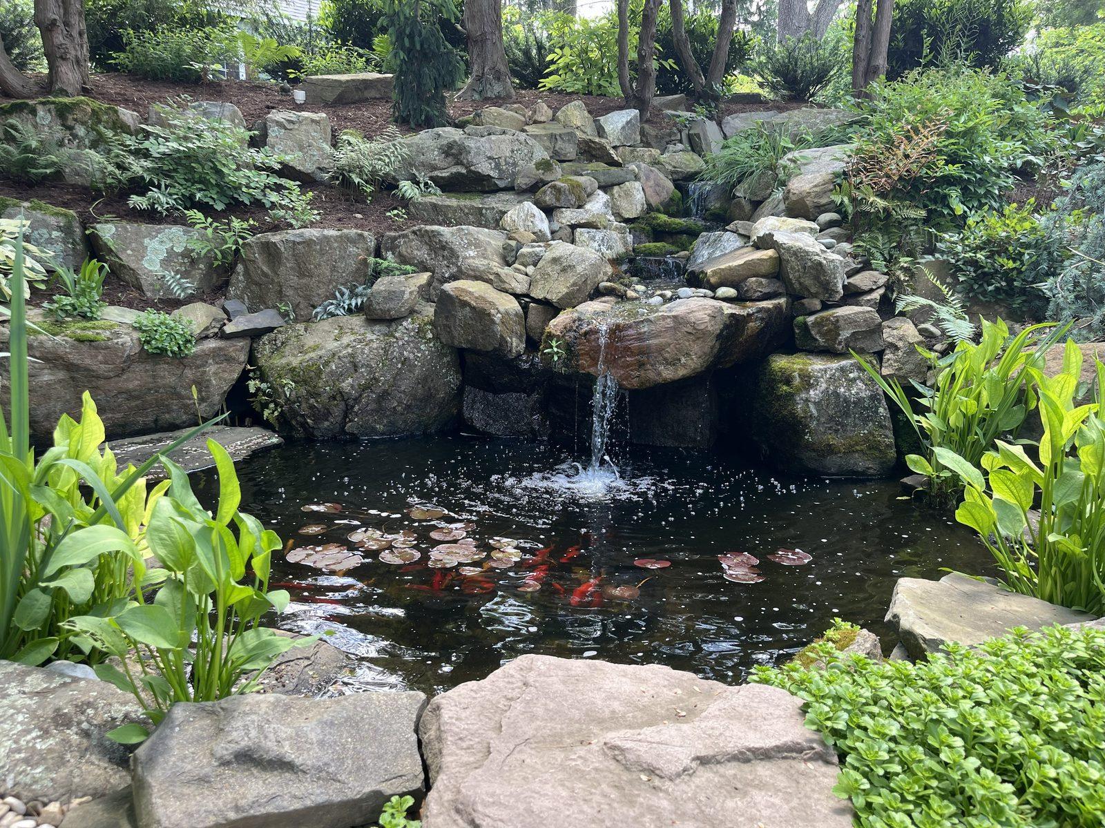 Koi pond with a tall boulder waterfall and iris plantings by AquaReale Philadelphia
