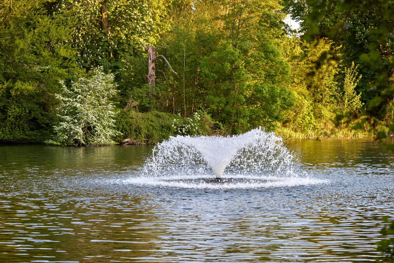 Lake Management