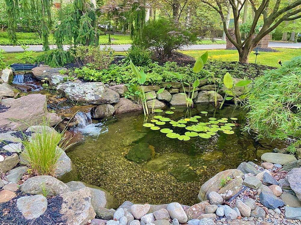 Lush koi pond with water lilies and river rock border by AquaReale Philadelphia