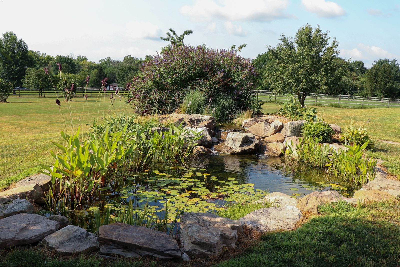 Large backyard pond with boulder edging and marginal plantings in an open lawn by AquaReale Philadelphia