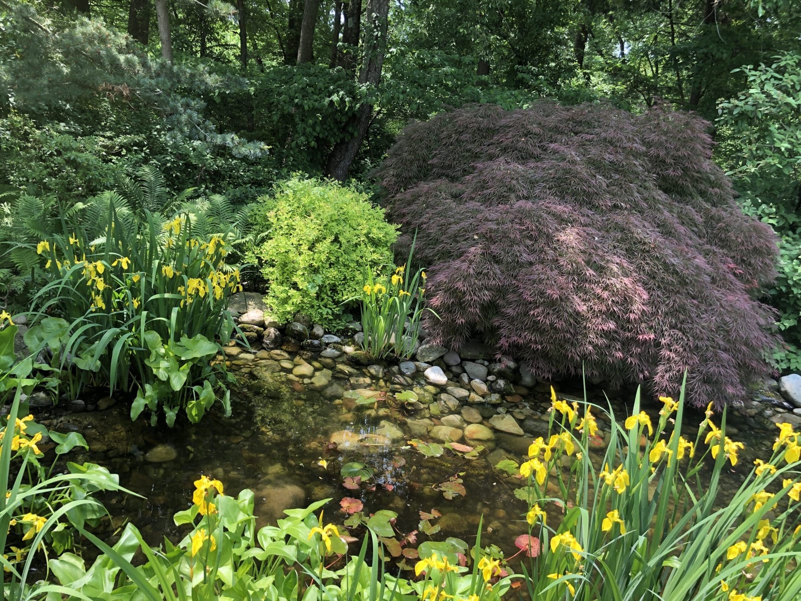 Pristine koi pond after professional cleaning service by AquaReale in Philadelphia PA