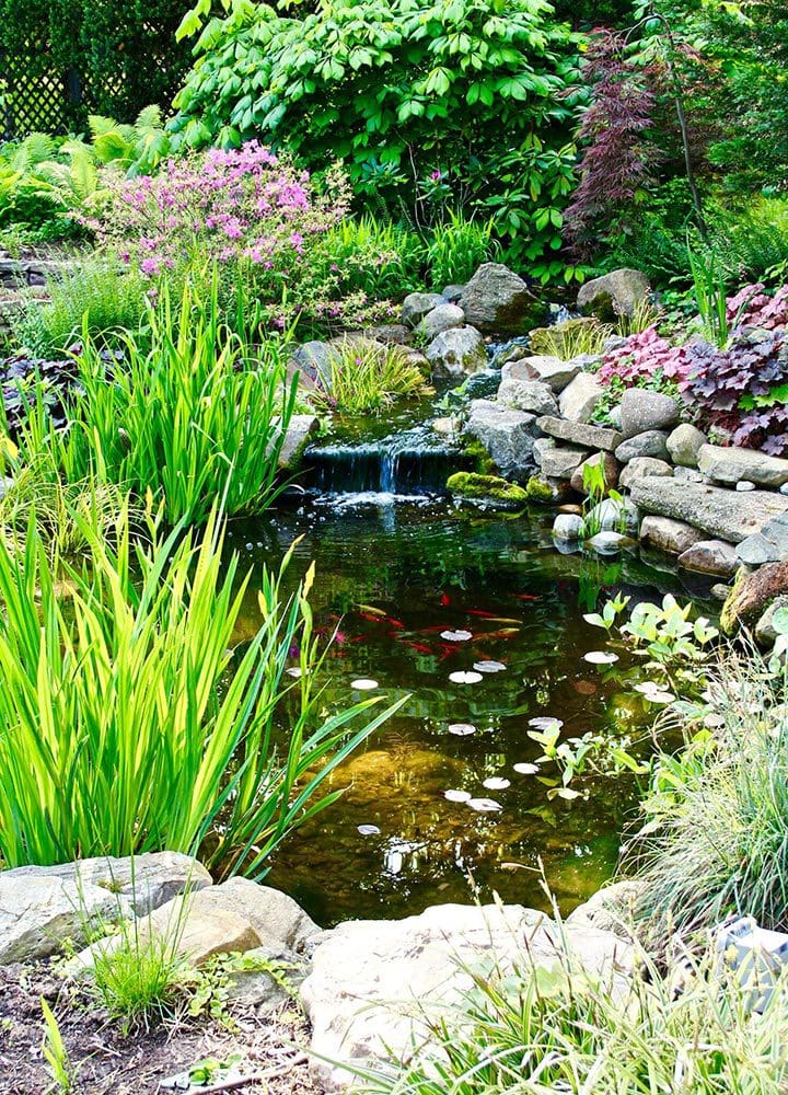 Koi pond with irises and dense perennial plantings by AquaReale Philadelphia