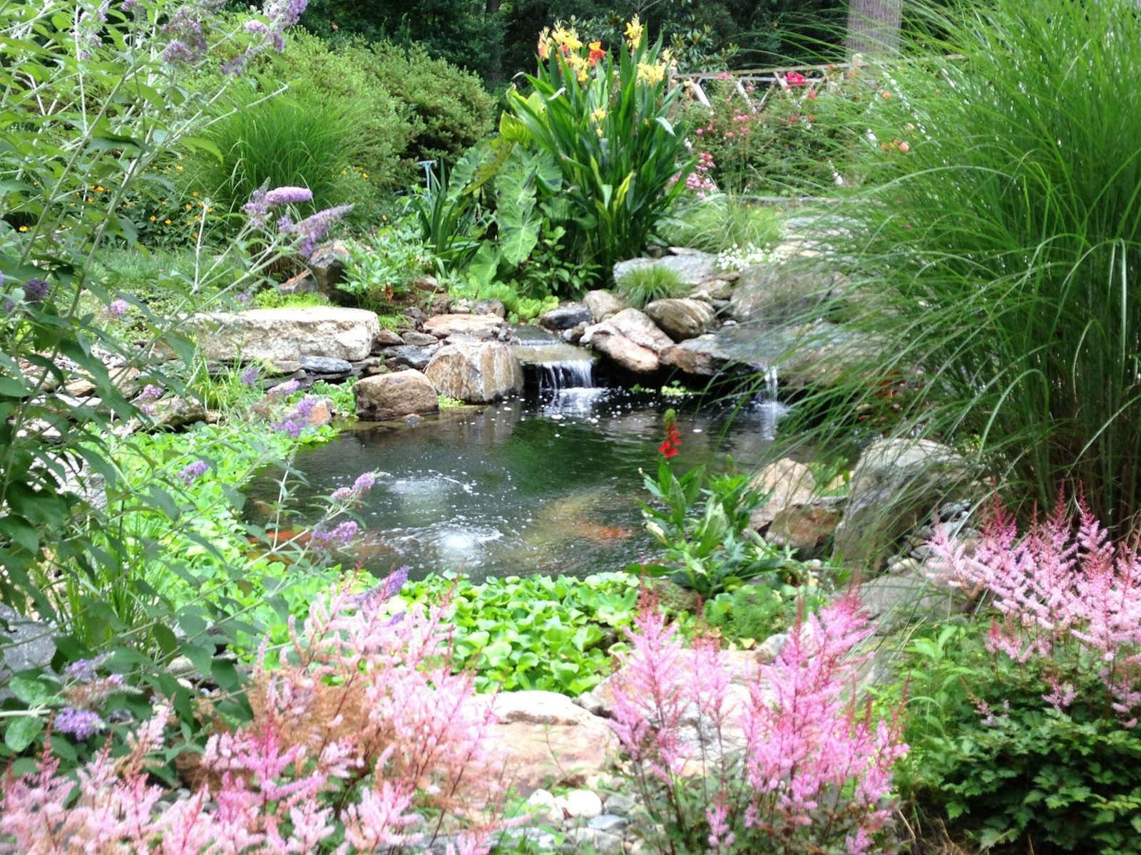 Backyard pond and waterfall framed by pink astilbe and ornamental grasses by AquaReale Philadelphia