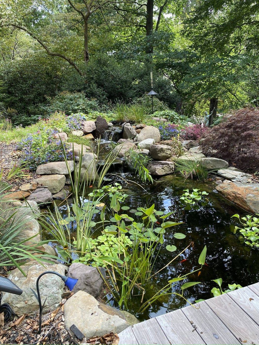 Woodland koi pond with lily pads, deck edge and landscape lighting by AquaReale Philadelphia