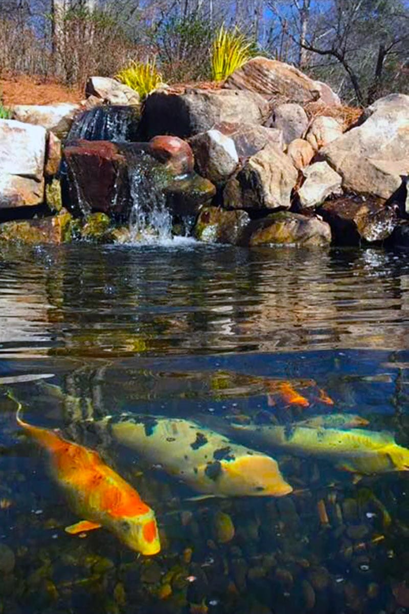Butterfly Koi: Facts Every Pond Owner Should Know