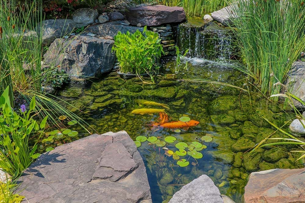 The Complete Koi Care Guide for Philadelphia Pond Owners