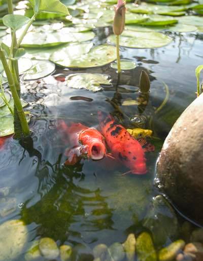 Feeding Koi in Spring: What to Feed, When to Start, and Why It Matters