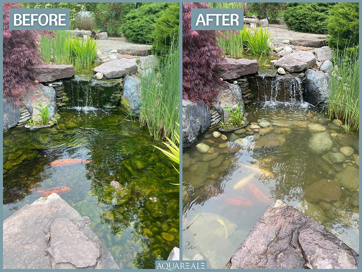 Pond Algae: What Causes It and How to Get Rid of It