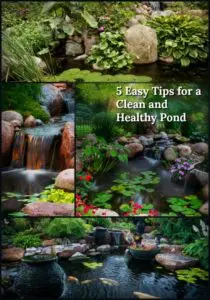 5 Tips for a clean pond