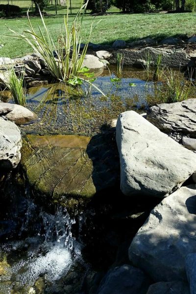 Wetland filter pond in Doylestown, PA 