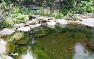Tranquil garden pond with koi fish and waterfall.