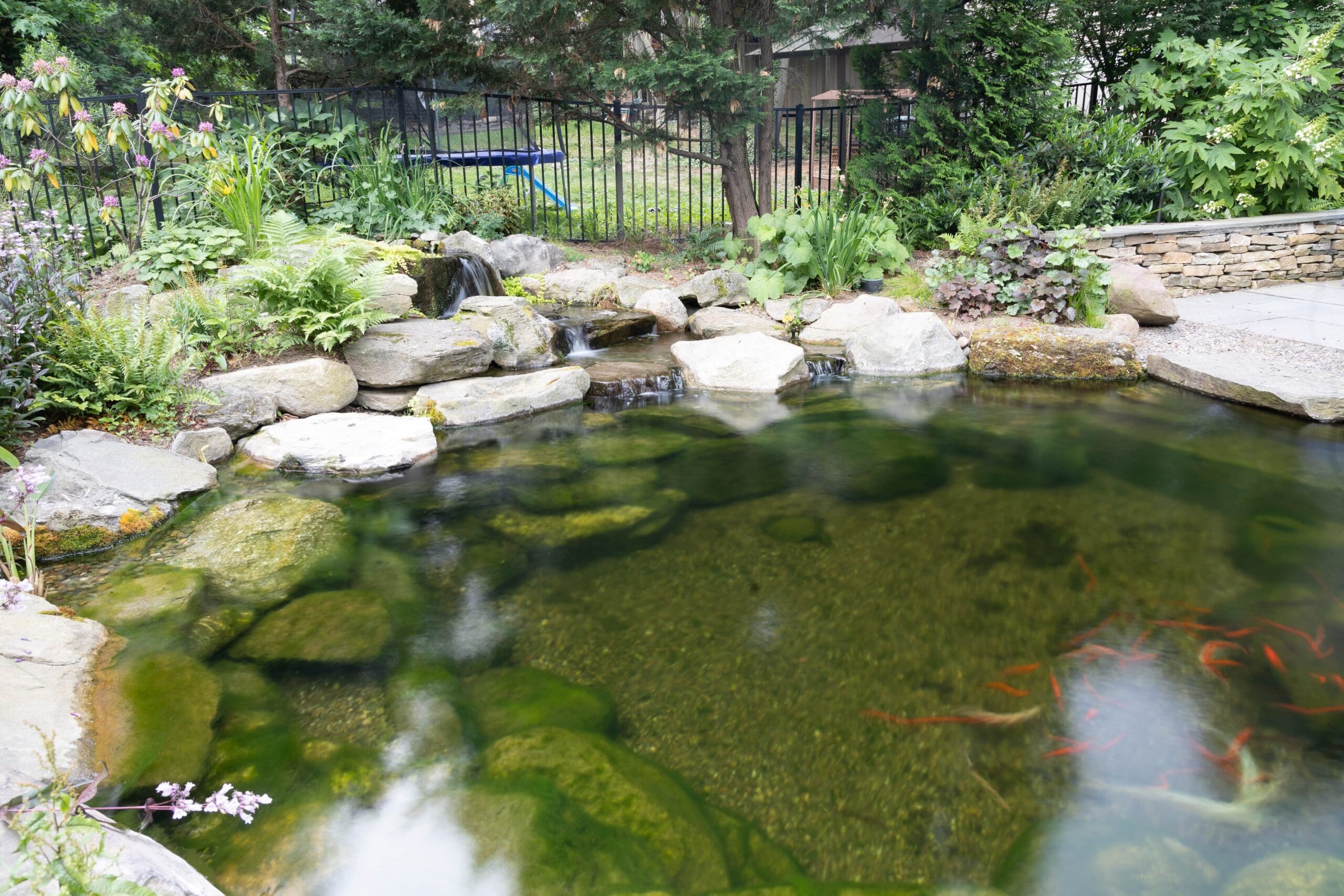 Tranquil garden pond with koi fish and waterfall.