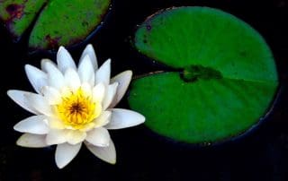 White water lily with green lily pads.