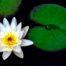 White water lily with green lily pads.