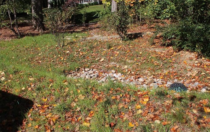 Autumn leaves scattered on a backyard lawn.