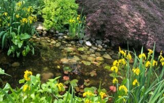 Pond with yellow irises and Japanese maple.