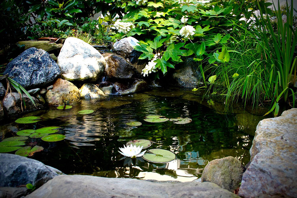 Small koi pond in Montgomery County
