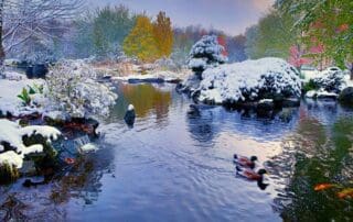 Snow-covered garden with ducks on a pond.