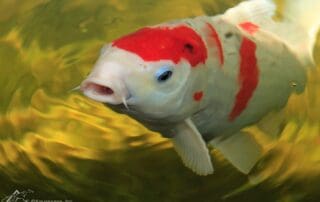 Red and white koi fish swimming in pond.