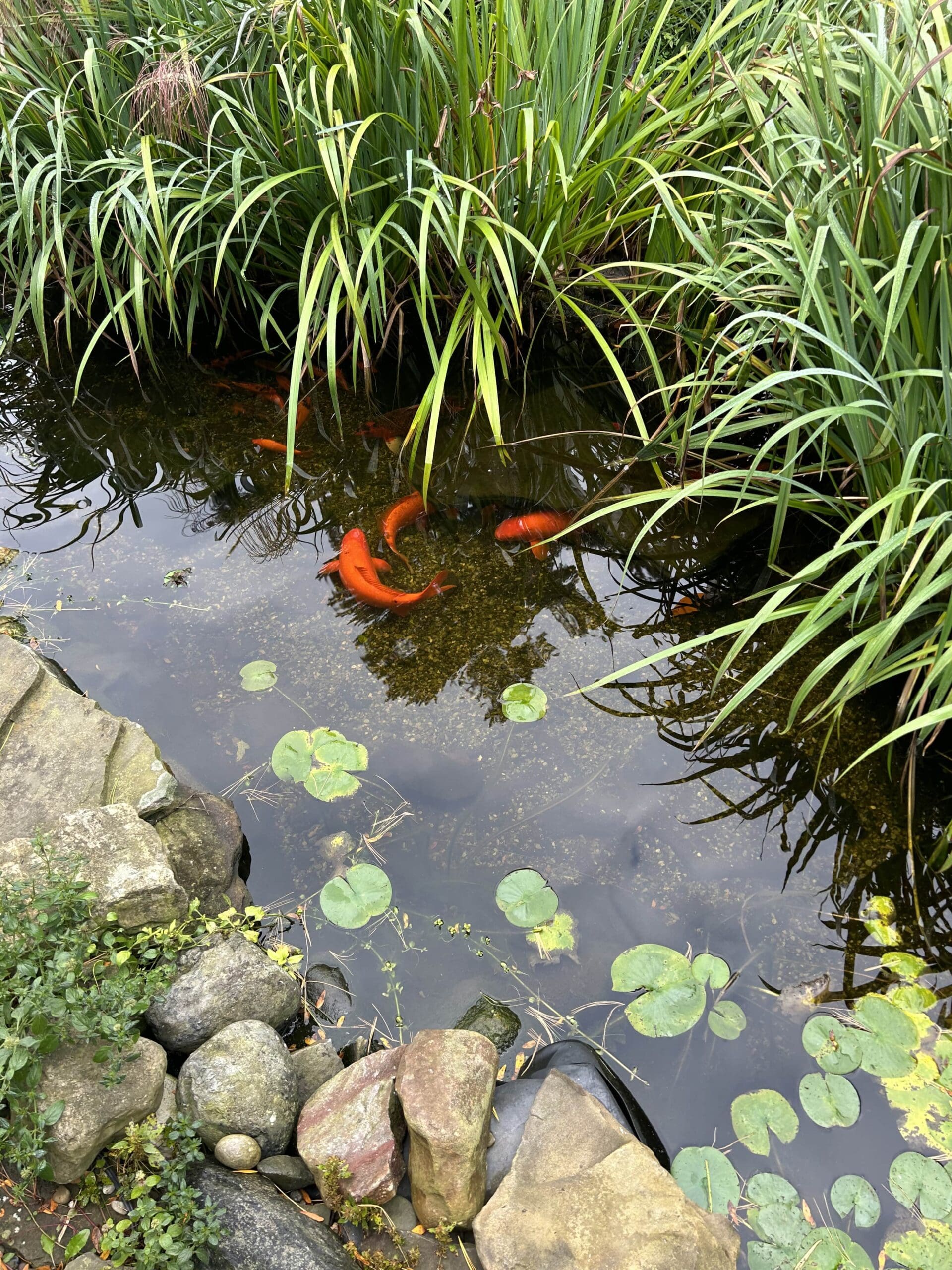 Koi fish swimming in a garden pond.