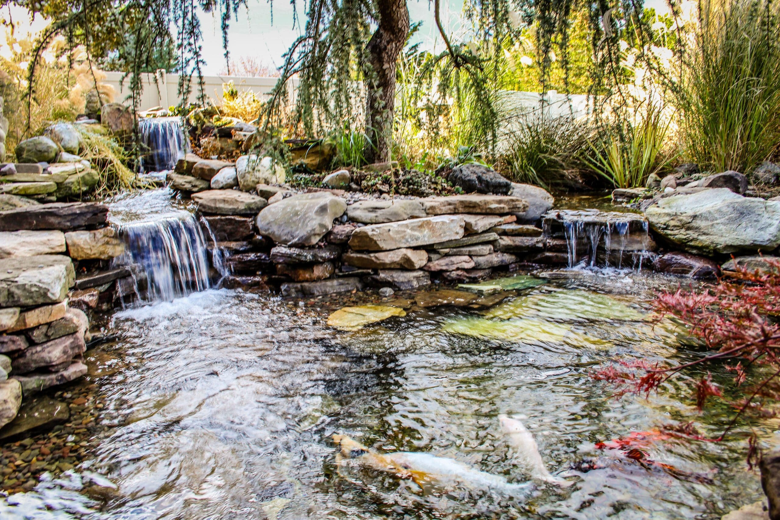 Garden pond with waterfalls and koi fish