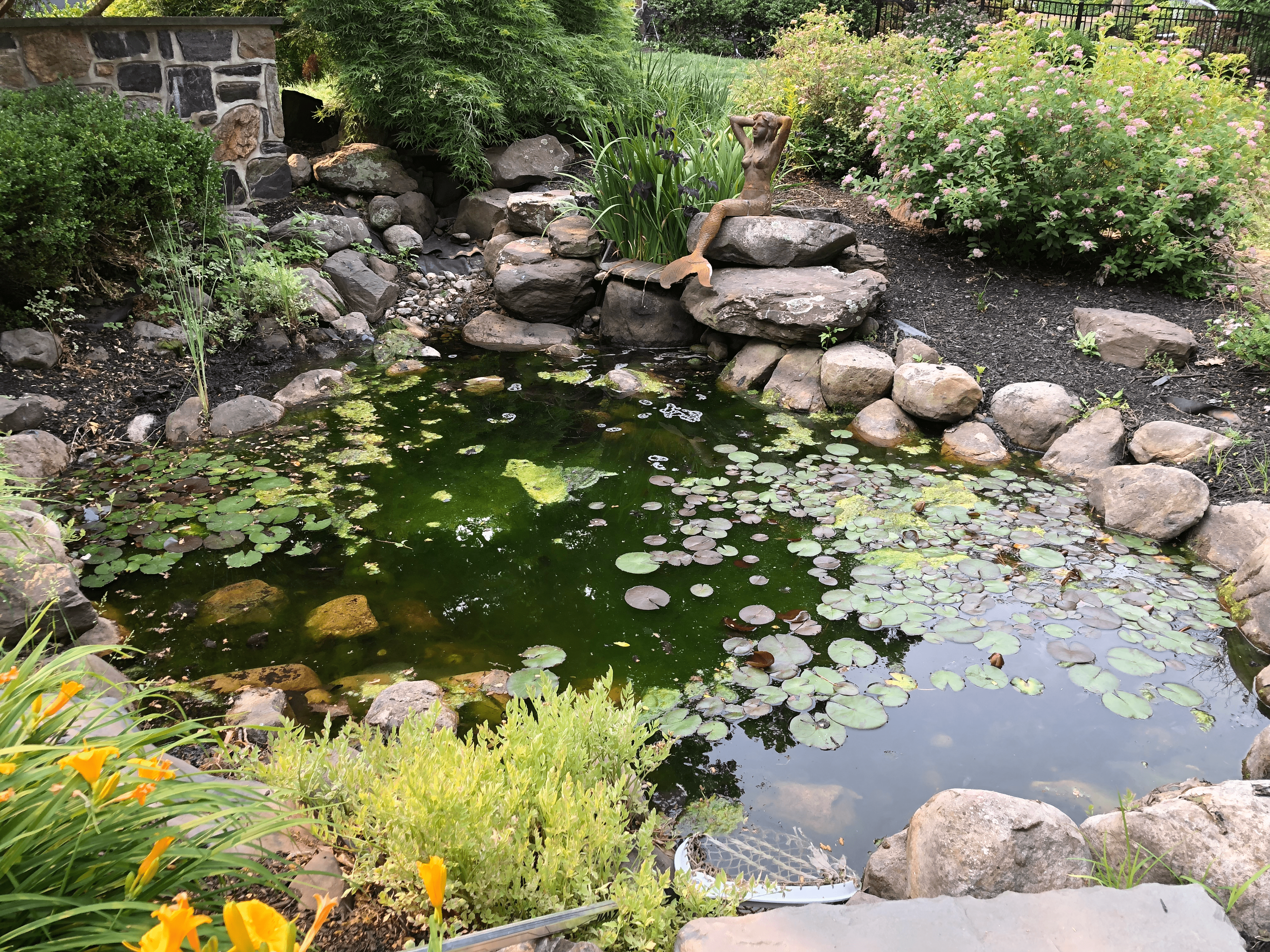 Garden pond with lily pads and sculpture