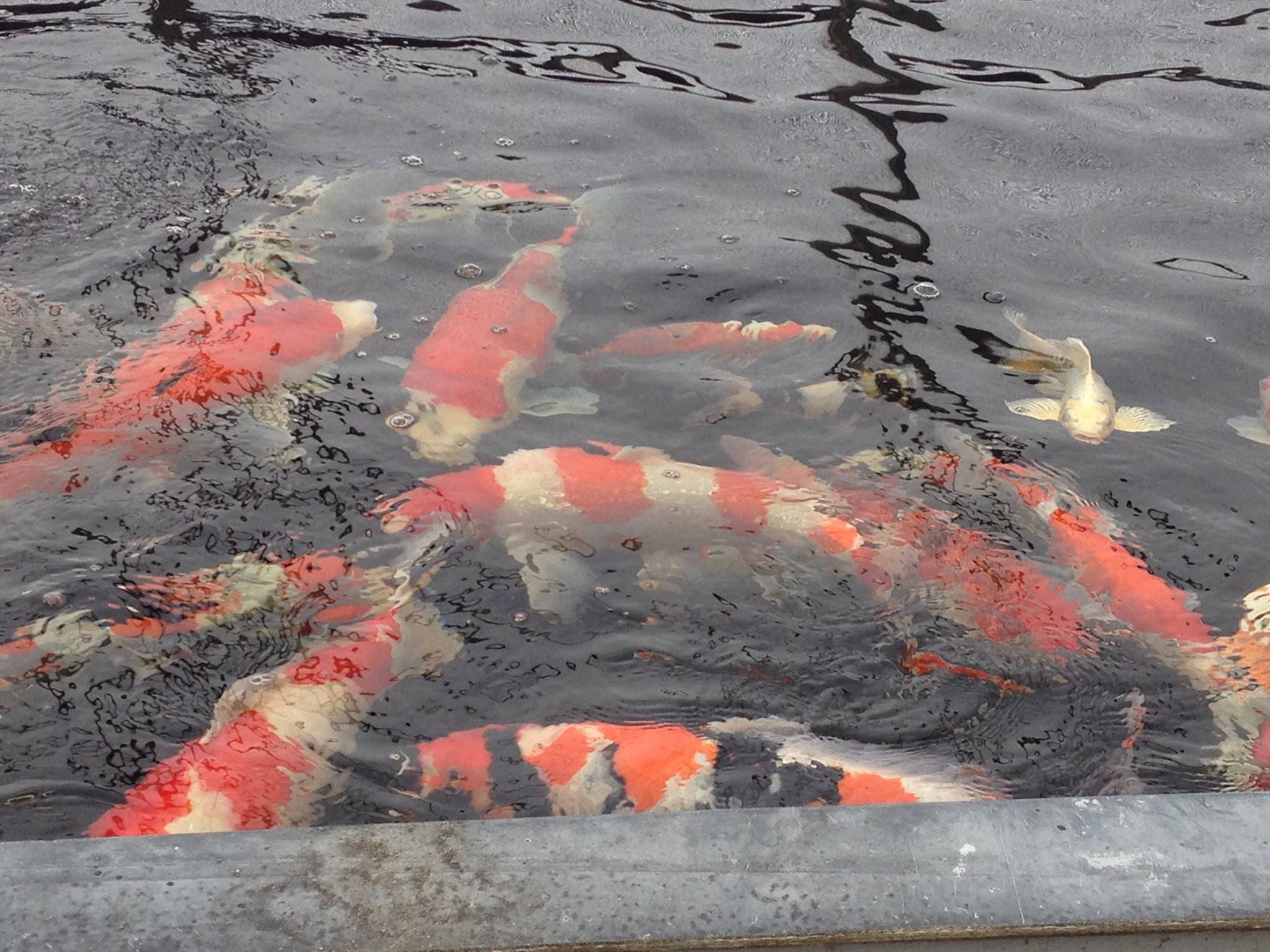 Colorful koi fish in pond water.