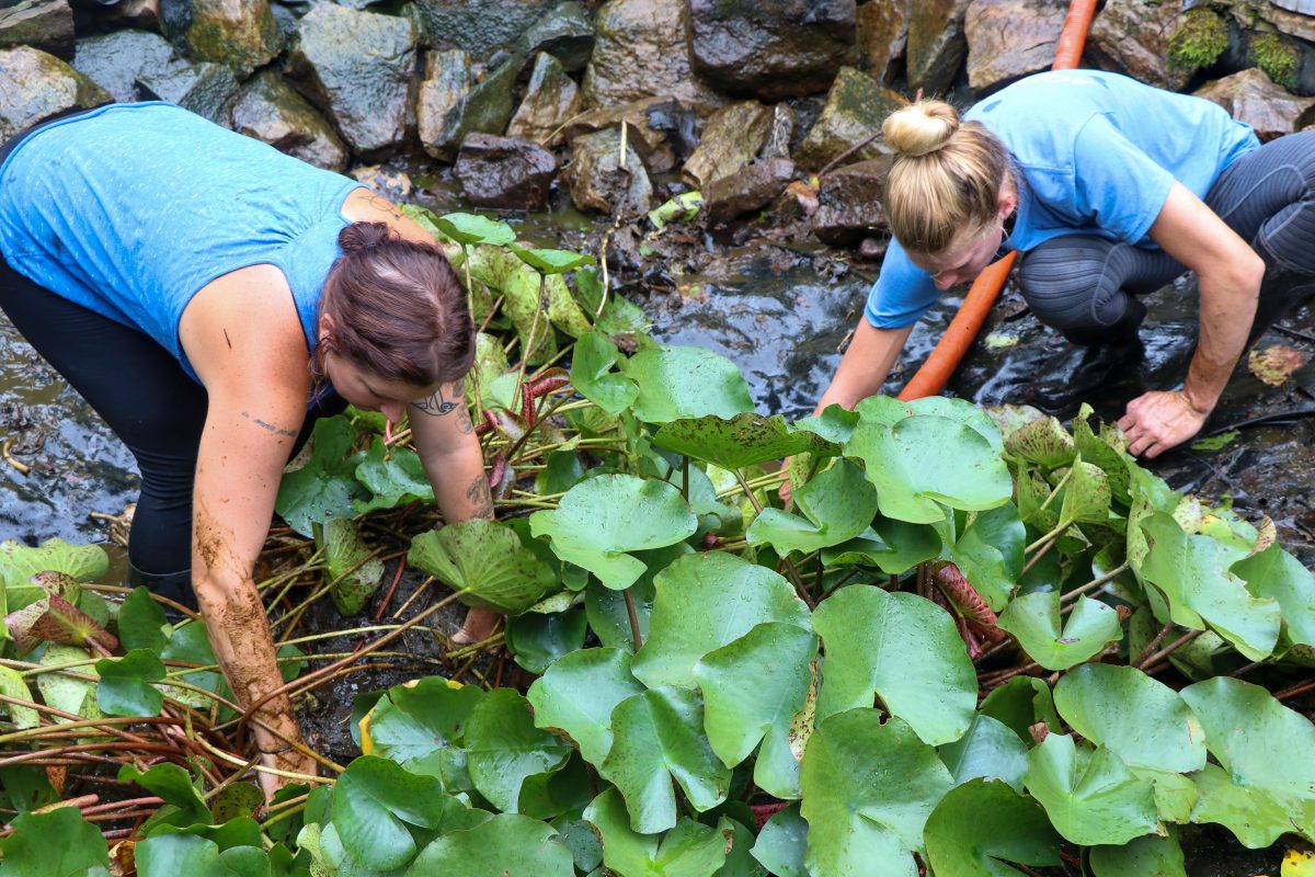 Philadelphia Pond Maintenance 